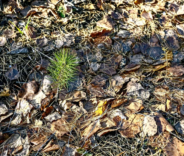 Pequenas mudas de pinheiro plantadas na floresta para o renascimento da floresta — Fotografia de Stock