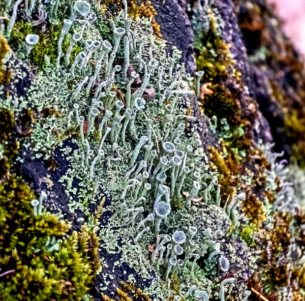 Líquen florestal com o nome latino Cladonia fimbriata, macro — Fotografia de Stock
