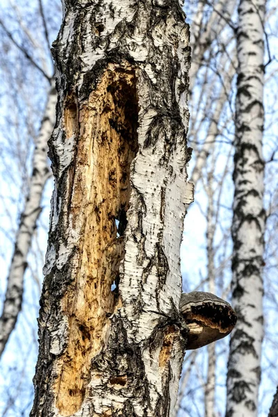 Creux creusé par un pic dans un vieil arbre dans la forêt — Photo