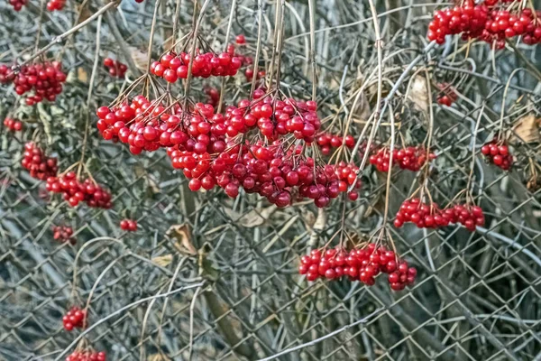 Bagas maduras de viburnum em um Bush — Fotografia de Stock