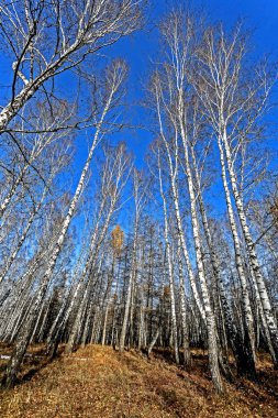 karışık sonbahar ormanı çıplak huş ağaçları ve tarla kuşları, yeşil çam ağaçları ve sarı yapraklı mavi gökyüzü