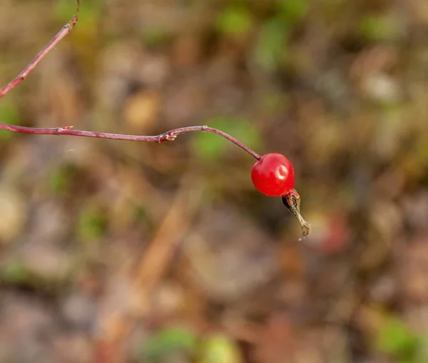Fruto da rosa selvagem em um ramo no outono na floresta — Fotografia de Stock