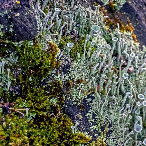 Líquen florestal com o nome latino Cladonia fimbriata, macro — Fotografia de Stock