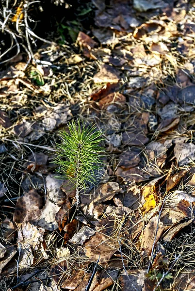 Plántulas de pino pequeñas plantadas en el bosque para el renacimiento del bosque —  Fotos de Stock