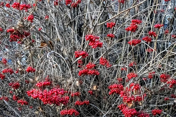 Bagas maduras de viburnum em um Bush — Fotografia de Stock