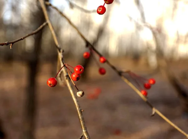 Pequenos frutos de uma árvore de maçã selvagem sem folhas na floresta de outono nos Urais do Sul — Fotografia de Stock