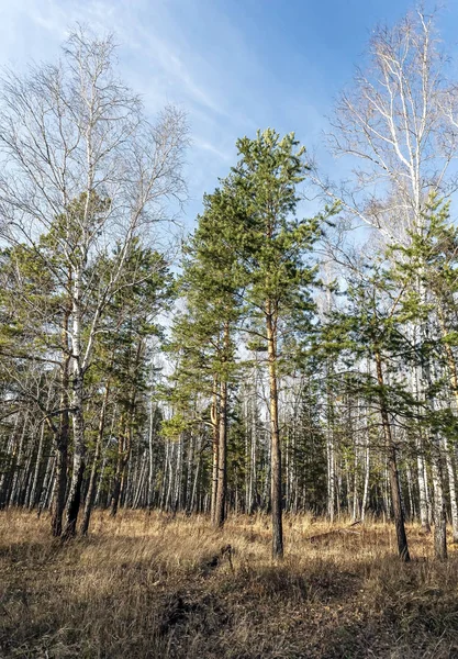 Bosque mixto de otoño abedules y alerces desnudos, pinos verdes y árboles con hojas amarillas contra el cielo azul — Foto de Stock