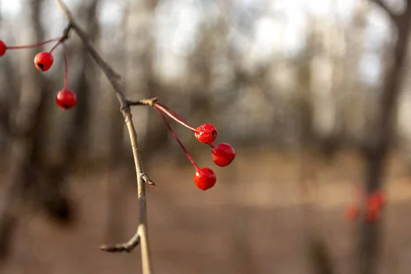 Pequeños frutos de un manzano silvestre sin hojas en el bosque otoñal en los Urales del sur — Foto de Stock