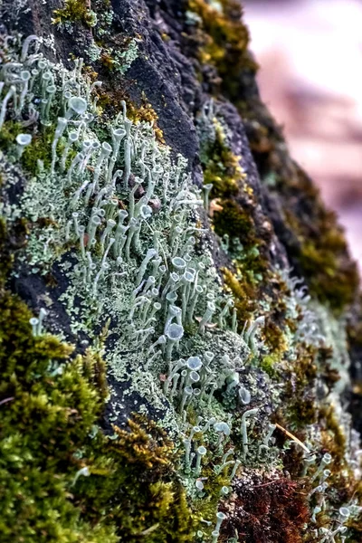 Lichen forestier au nom latin Cladonia fimbriata, macro — Photo