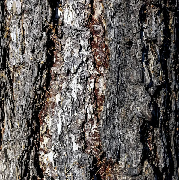 Textura da casca de pinheiro velho — Fotografia de Stock