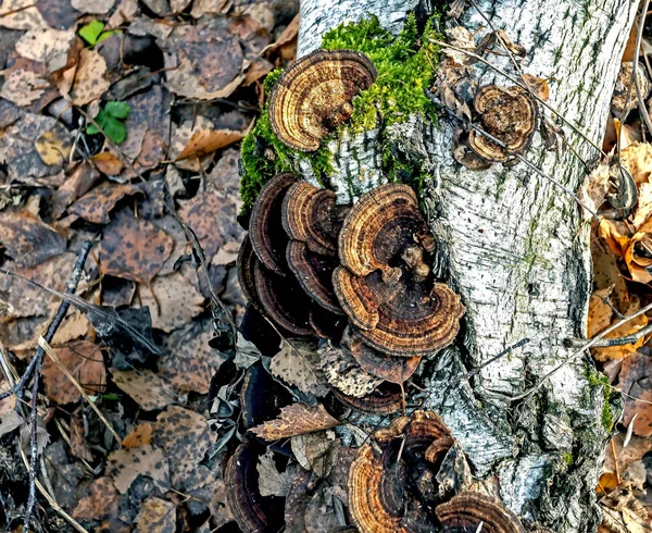 Tinder de cogumelos bonito brilhante com o nome latino Trametes versicolor na floresta no tronco de uma árvore caída — Fotografia de Stock