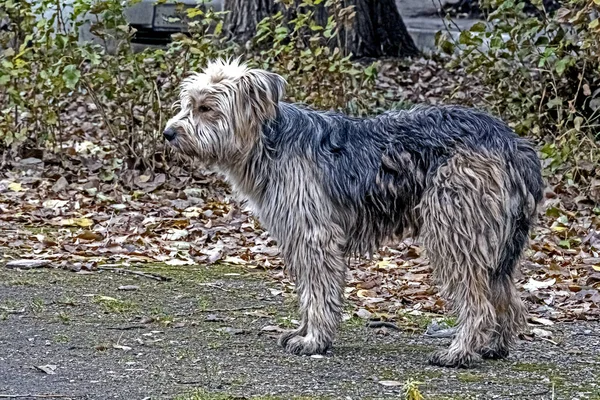 Shaggy unkempt and dirty yard dog stands on the ground — Stock Photo, Image