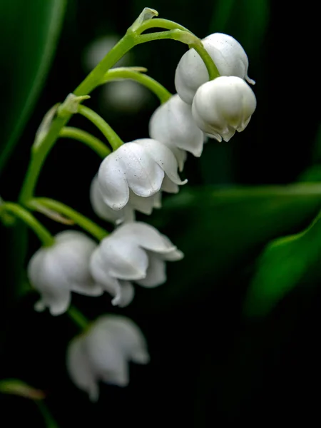 Blooming Fragrant Lilies Valley Garden Flowers Latin Name Convallaria Majalis — Stock Photo, Image