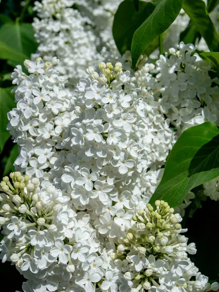 Kvetoucí Bílá Šeřík Větvích Jaře — Stock fotografie