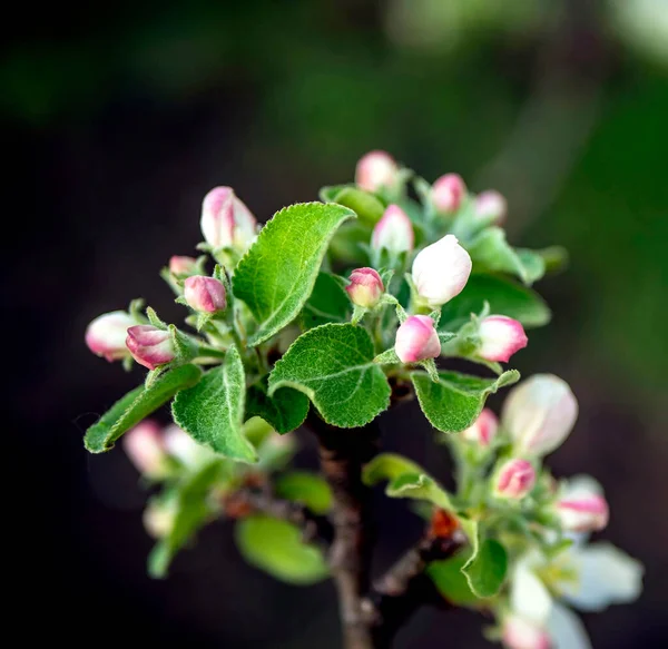 Όμορφο Φρέσκο Μήλο Μπουμπούκια Και Λουλούδια Ένα Υποκατάστημα Μακροεντολή Στενή — Φωτογραφία Αρχείου