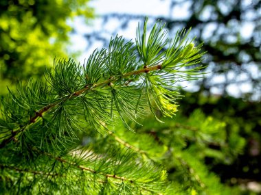 İlkbaharda taze narin iğnelerle tarla dalları