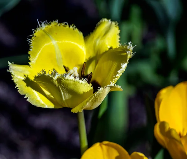 Желтый Терри Тюльпан Расцветает Саду Освещенном Утренним Солнцем — стоковое фото