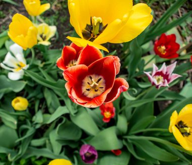Taze kırmızı ve sarı laleler yeşillikler arasında, üst manzara