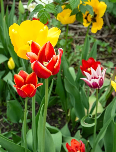 Tulipas Vermelhas Amarelas Frescas Jardim Entre Vegetação Vista Superior — Fotografia de Stock