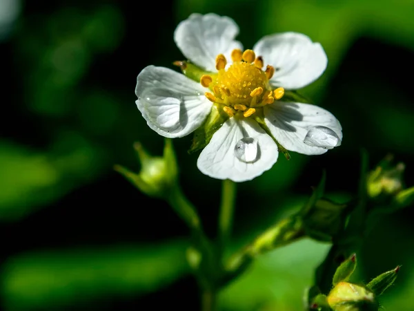 Blooming Strawberry Flower Garden Dew Drops Petals Close Illuminated Morning — Stock Photo, Image