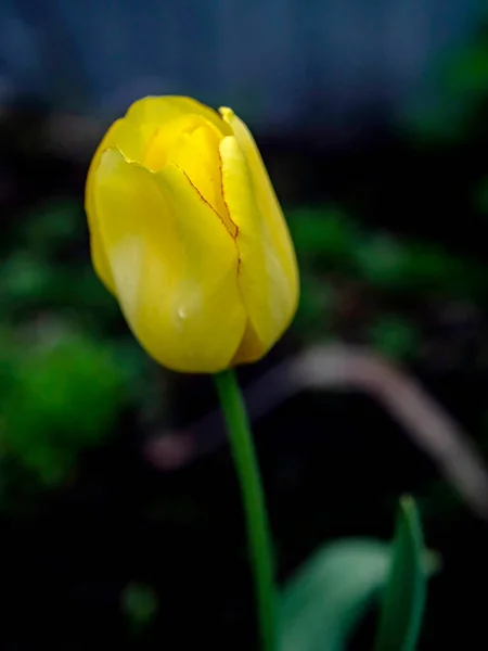 Primeros Tulipanes Amarillos Florecieron Jardín Enfoque Suave — Foto de Stock