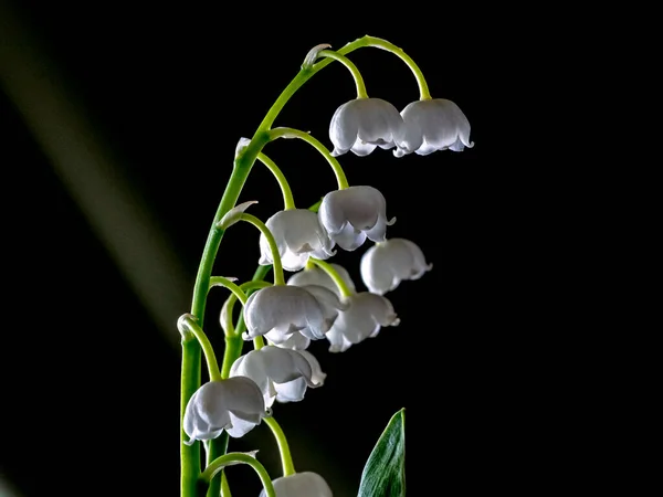 Blooming Fragrant Lilies Valley Garden Flowers Latin Name Convallaria Majalis — Stock Photo, Image