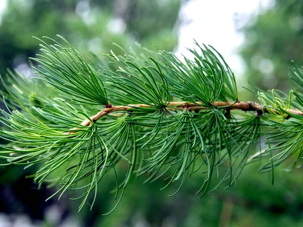 Rama Alerce Verde Con Hojas Jóvenes Sobre Fondo Natural Borroso —  Fotos de Stock