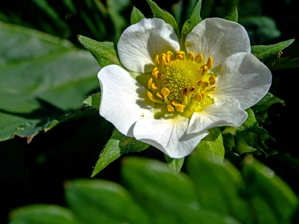 Virágzó Epervirág Kert Harmatcseppekkel Szirmokon Közelről Megvilágítva Reggeli Napsütésben — Stock Fotó