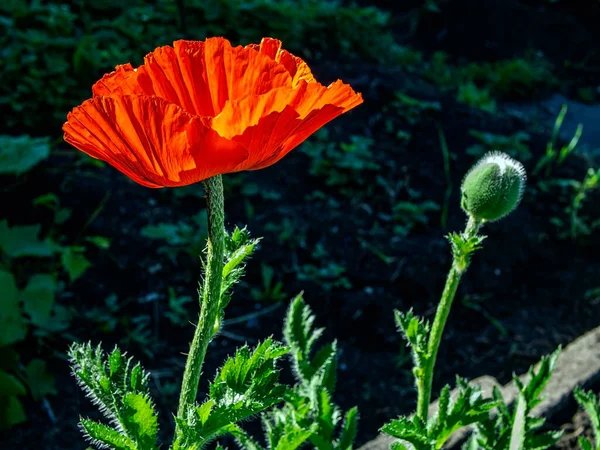 Red Poppy Garden Illuminated Morning Sun — Stock Photo, Image