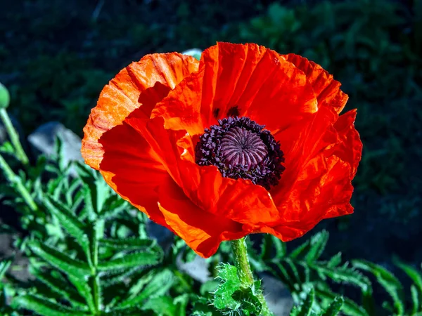 Červený Mák Zahradě Ozářen Ranním Sluncem — Stock fotografie