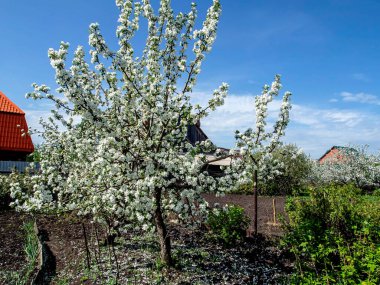 Bahçede açan elma ağacı Baharda mavi gökyüzüne karşı