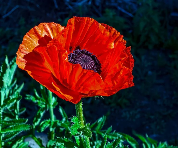 Červený Mák Zahradě Ozářen Ranním Sluncem — Stock fotografie