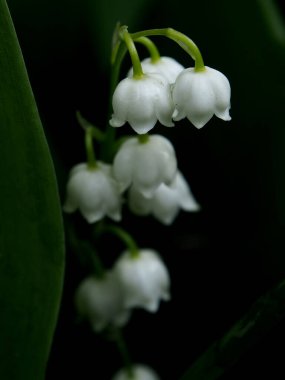 Bahçedeki vadinin çiçekli çiçekleri. Latince adı Convallaria majalis olan çiçekler. Karanlık doğal arka plan, makro, dar odak noktası.