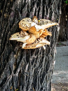 Latince adı Cerioporus Squamosus olan mantarlar yaşlı bir ağacın kabuğunda yetişir.