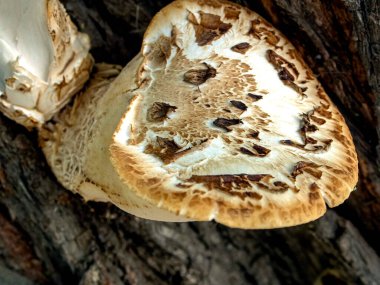 Latince adı Cerioporus Squamosus olan mantarlar yaşlı bir ağacın kabuğunda yetişir.