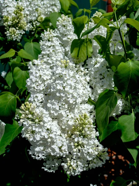 Blühender Weißer Flieder Zweigen Frühling — Stockfoto