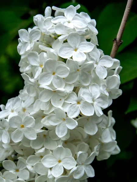 Blühender Weißer Flieder Zweigen Frühling Makro — Stockfoto