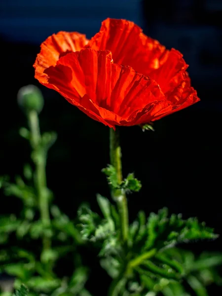 Red Poppy Garden Illuminated Morning Sun — Stock Photo, Image