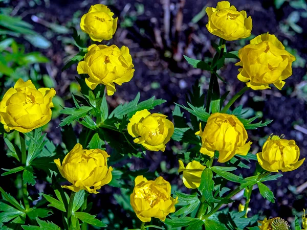 Güneş Tarafından Aydınlatılan Bulanık Doğal Arka Planda Sarı Çiçekli Avrupalı — Stok fotoğraf
