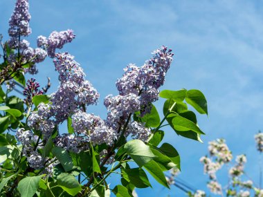 İlkbaharda dallarda açan güzel, parlak leylak
