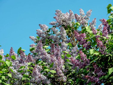 İlkbaharda dallarda açan güzel, parlak leylak