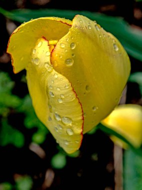 Yağmurdan sonra damlayan sarı Tulip, makro