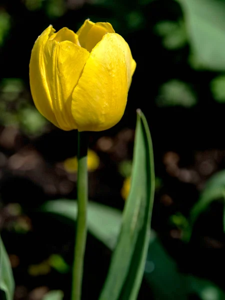 Premières Tulipes Jaunes Fleuries Dans Jardin — Photo