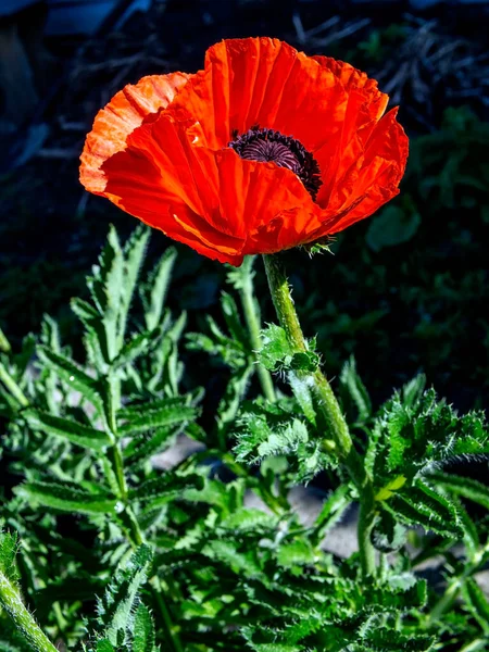 Červený Mák Zahradě Ozářen Ranním Sluncem — Stock fotografie