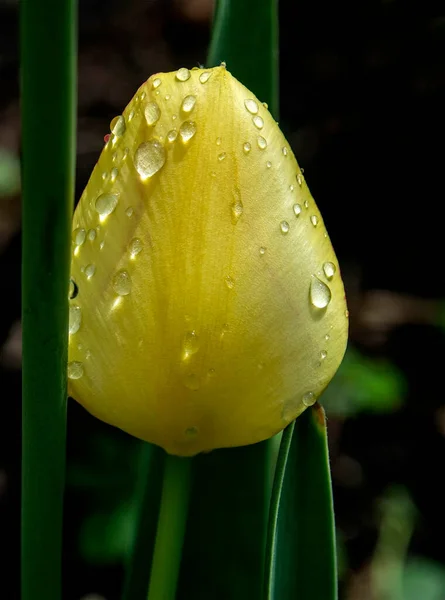 Tulipe Jaune Avec Gouttes Après Pluie Macro — Photo