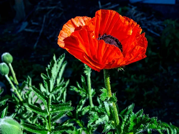 Red Poppy Garden Illuminated Morning Sun — Stock Photo, Image