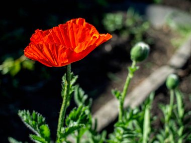 Bahçedeki kırmızı haşhaş, sabah güneşiyle aydınlanır.