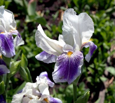 Sabahın erken saatlerinde bahçede çiçek açan beyaz ve mor göz.