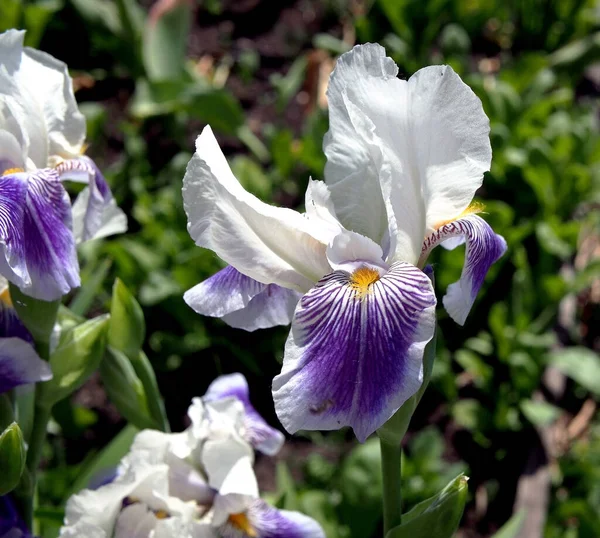 清晨花园盛开的白色和紫色虹膜 — 图库照片