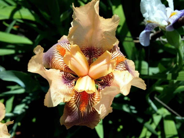 Blooming Light Orange Iris Garden Early Morning — Stock Photo, Image
